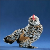 Millefler kokoši: fotografija i opis